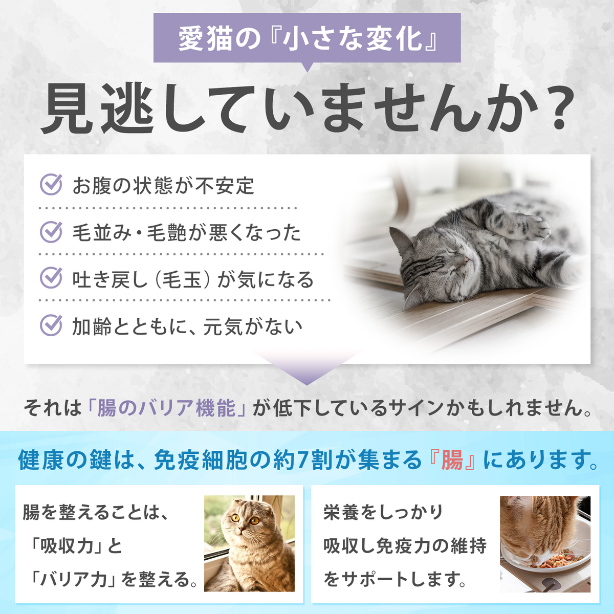 【獣医師監修】愛猫の腸活を応援する やさしい乳酸菌タブレット（北海道産チェダーチーズ味）９０粒入り